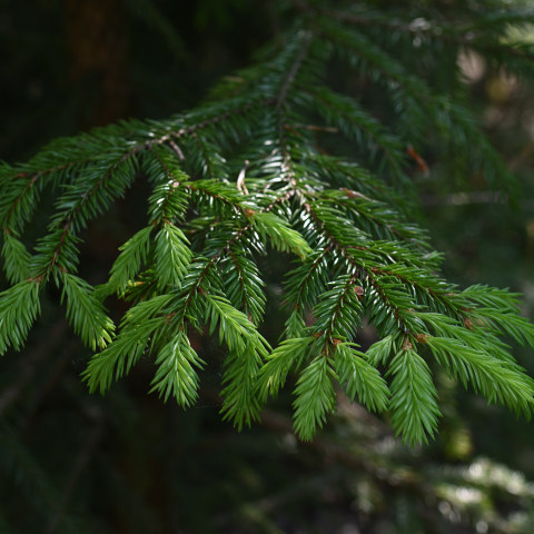 Елки